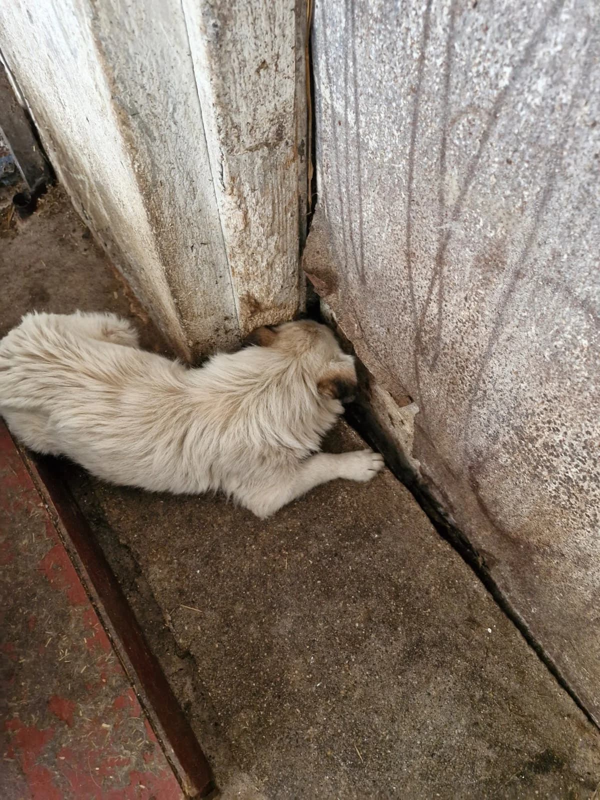 Cățea 4379, female young Mixed Breed for adoption at Adăpost câini fără stăpân – Primăria Reșița