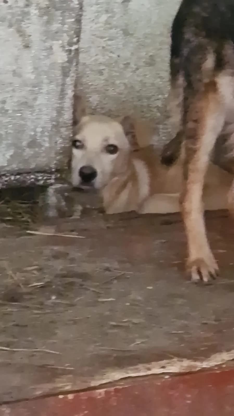 Cățel 6829, male puppy Mixed Breed for adoption at Adăpost câini fără stăpân – Primăria Reșița