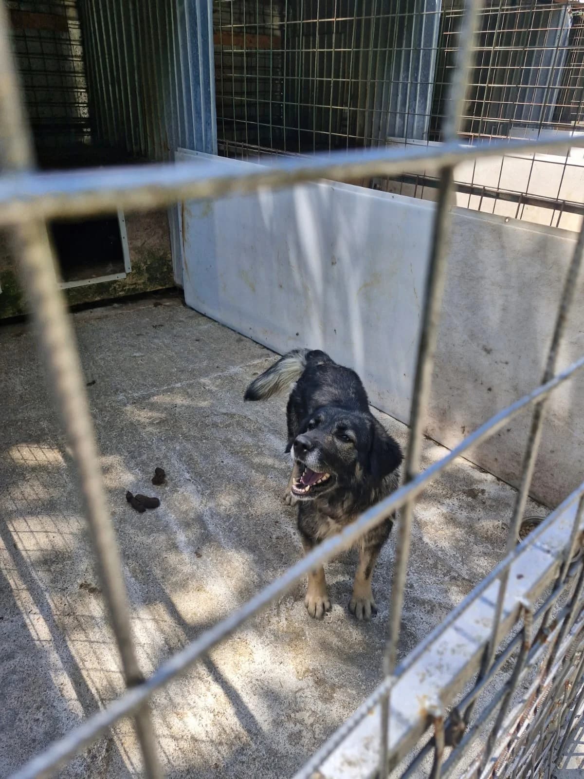 Cățea 6832, female puppy Mixed Breed for adoption at Adăpost câini fără stăpân – Primăria Reșița