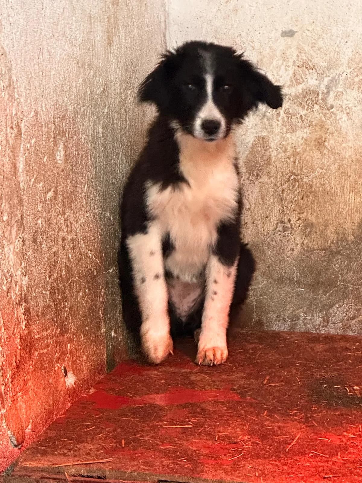 Cățea 6861, female Mixed Breed for adoption at Adăpost câini fără stăpân – Primăria Reșița