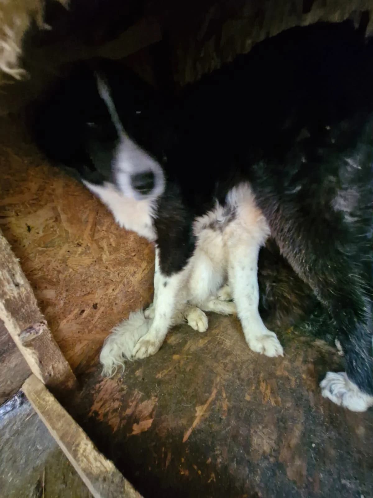 Cățea 6861, female young Mixed Breed for adoption at Adăpost câini fără stăpân – Primăria Reșița
