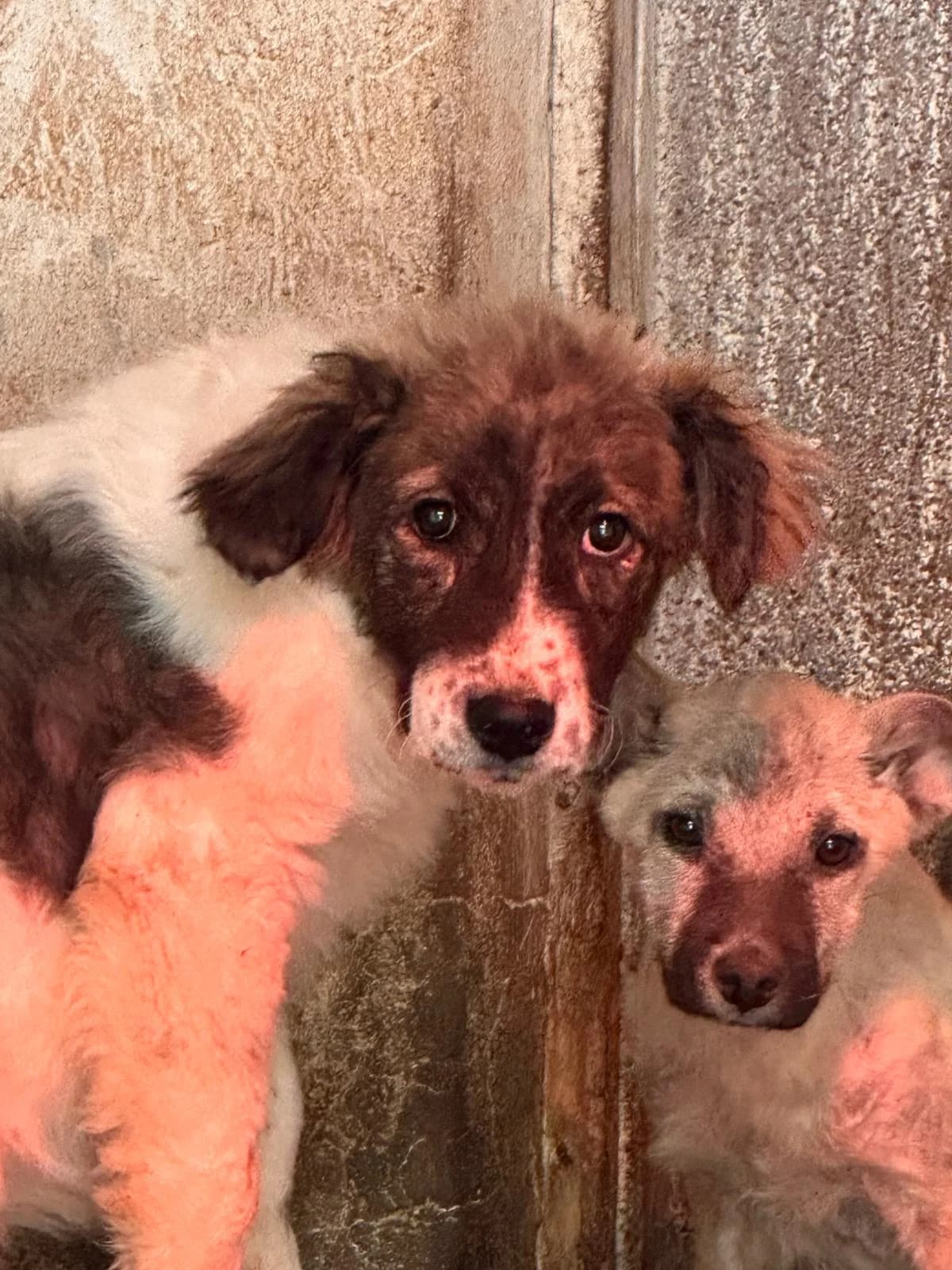 Cățea 6879, female young Mixed Breed for adoption at Adăpost câini fără stăpân – Primăria Reșița
