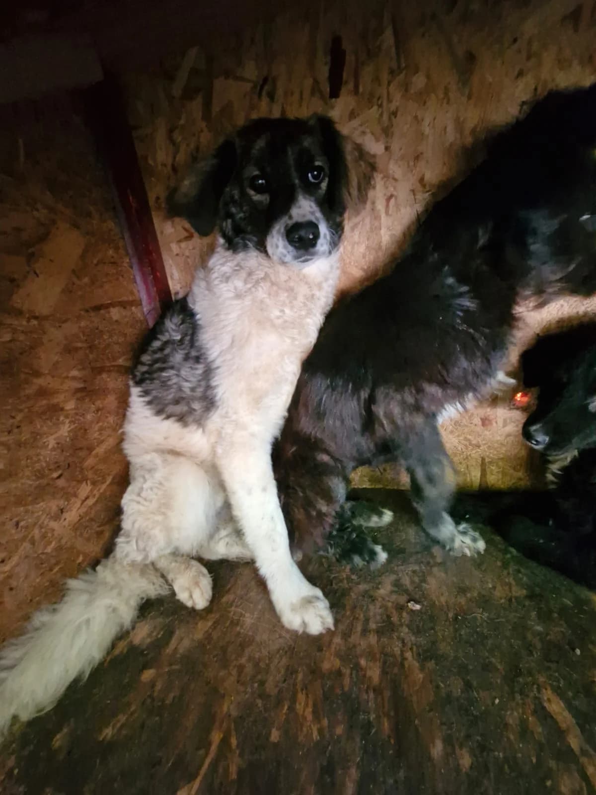 Cățea 6879, female young Mixed Breed for adoption at Adăpost câini fără stăpân – Primăria Reșița