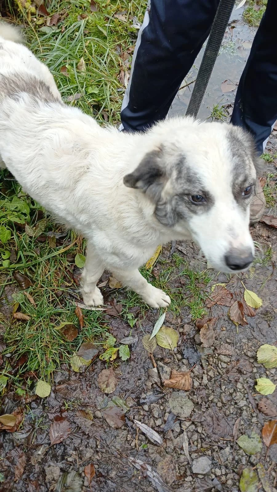 Cățea 6893, female young Mixed Breed for adoption at Adăpost câini fără stăpân – Primăria Reșița