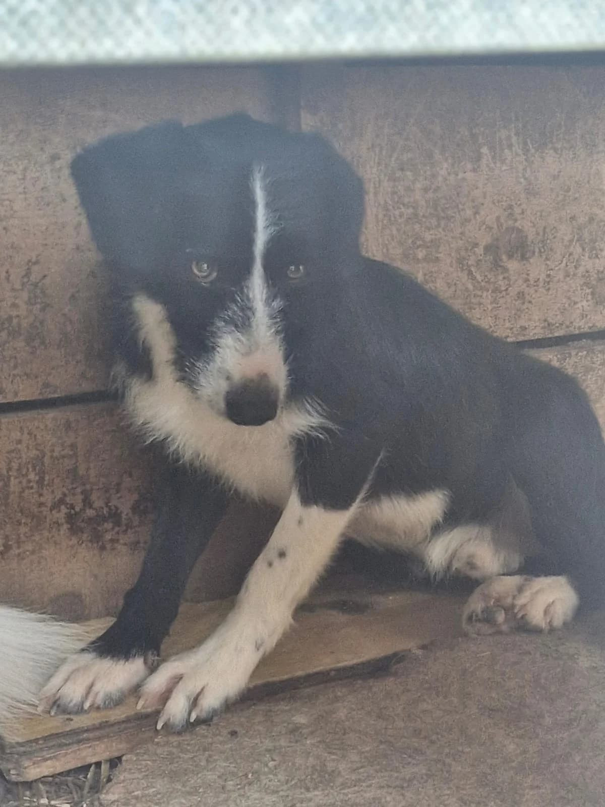 Cățel 0007, male puppy Mixed Breed for adoption at Adăpost câini fără stăpân – Primăria Reșița