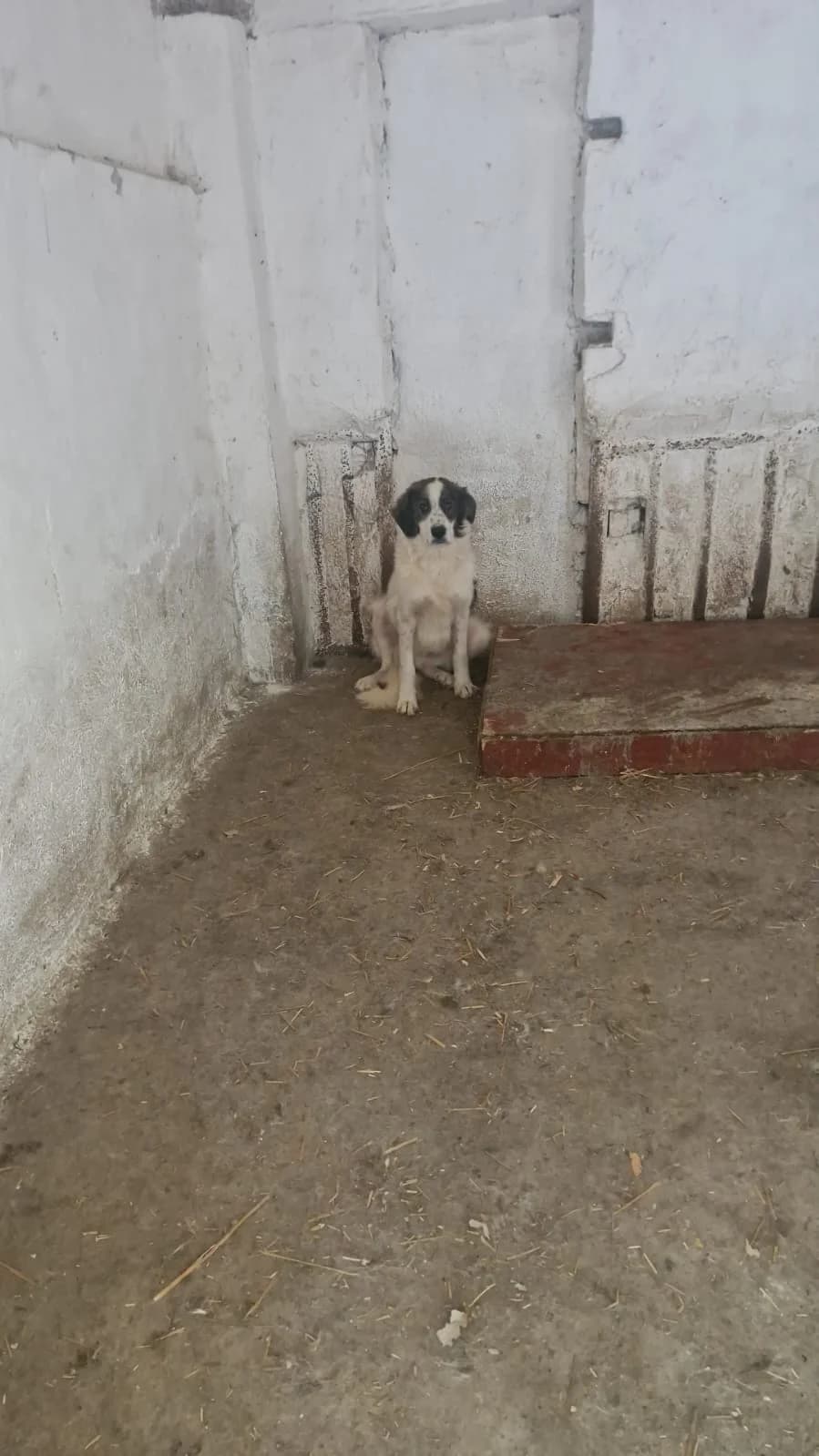 Cățel 0114, male puppy Mixed Breed for adoption at Adăpost câini fără stăpân – Primăria Reșița