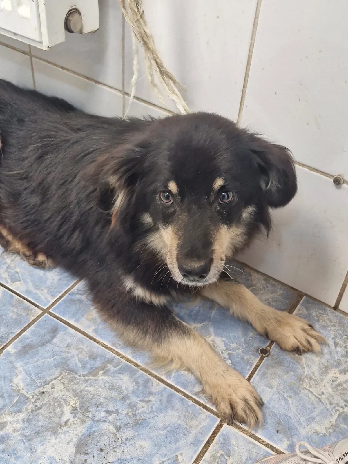 Cățea 0028, female puppy Mixed Breed for adoption at Adăpost câini fără stăpân – Primăria Reșița