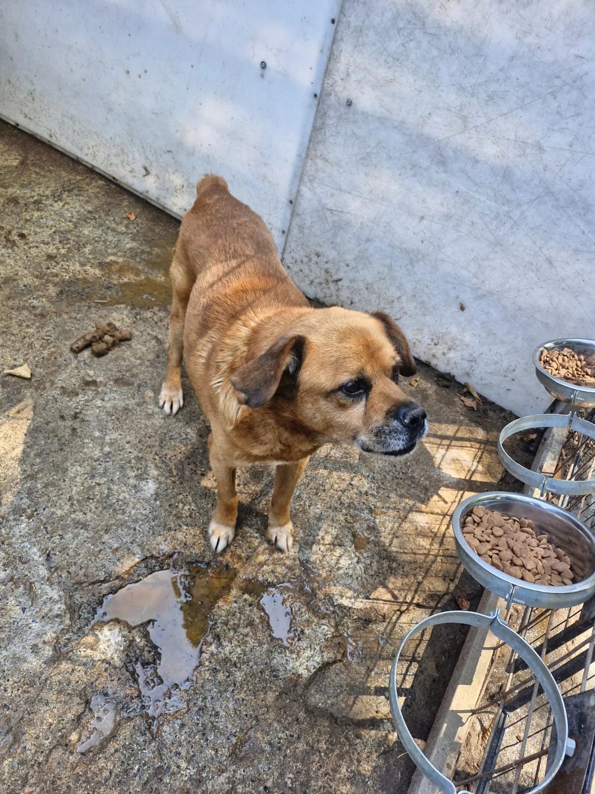 Cățea 0028, female puppy Mixed Breed for adoption at Adăpost câini fără stăpân – Primăria Reșița