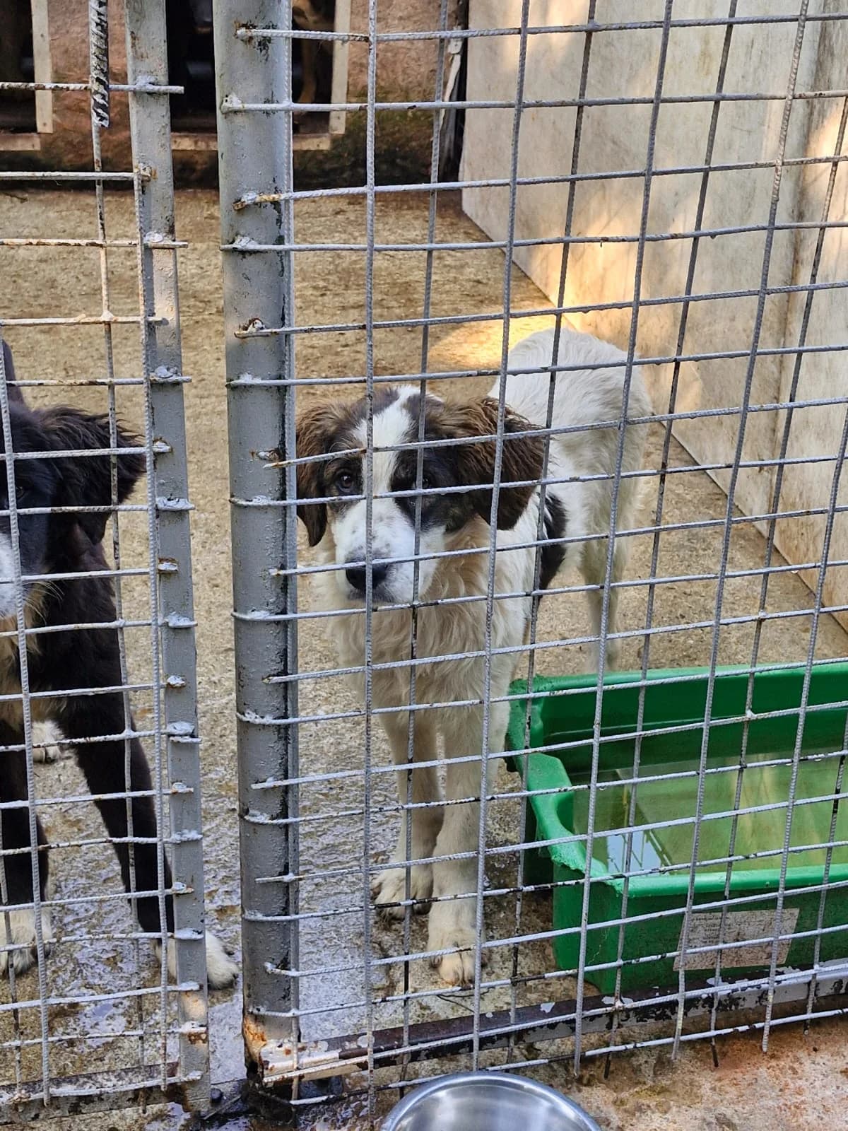 Cățel 0049, male puppy Mixed Breed for adoption at Adăpost câini fără stăpân – Primăria Reșița