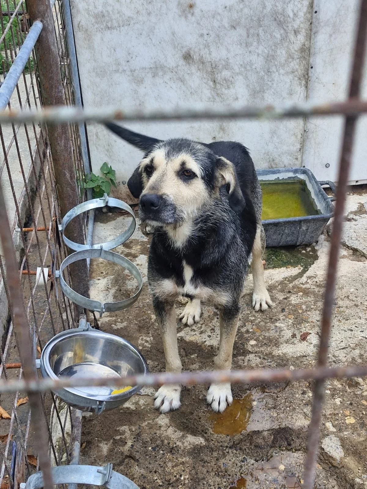 Cățel 0050, male puppy Mixed Breed for adoption at Adăpost câini fără stăpân – Primăria Reșița