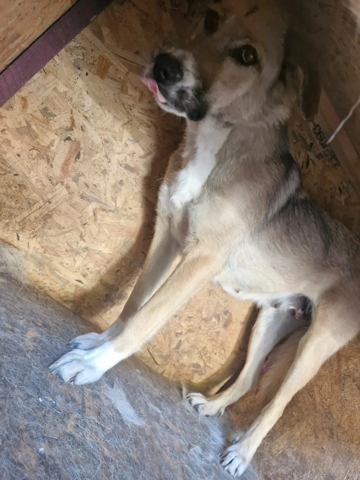 Cățea 0063, female puppy Mixed Breed for adoption at Adăpost câini fără stăpân – Primăria Reșița