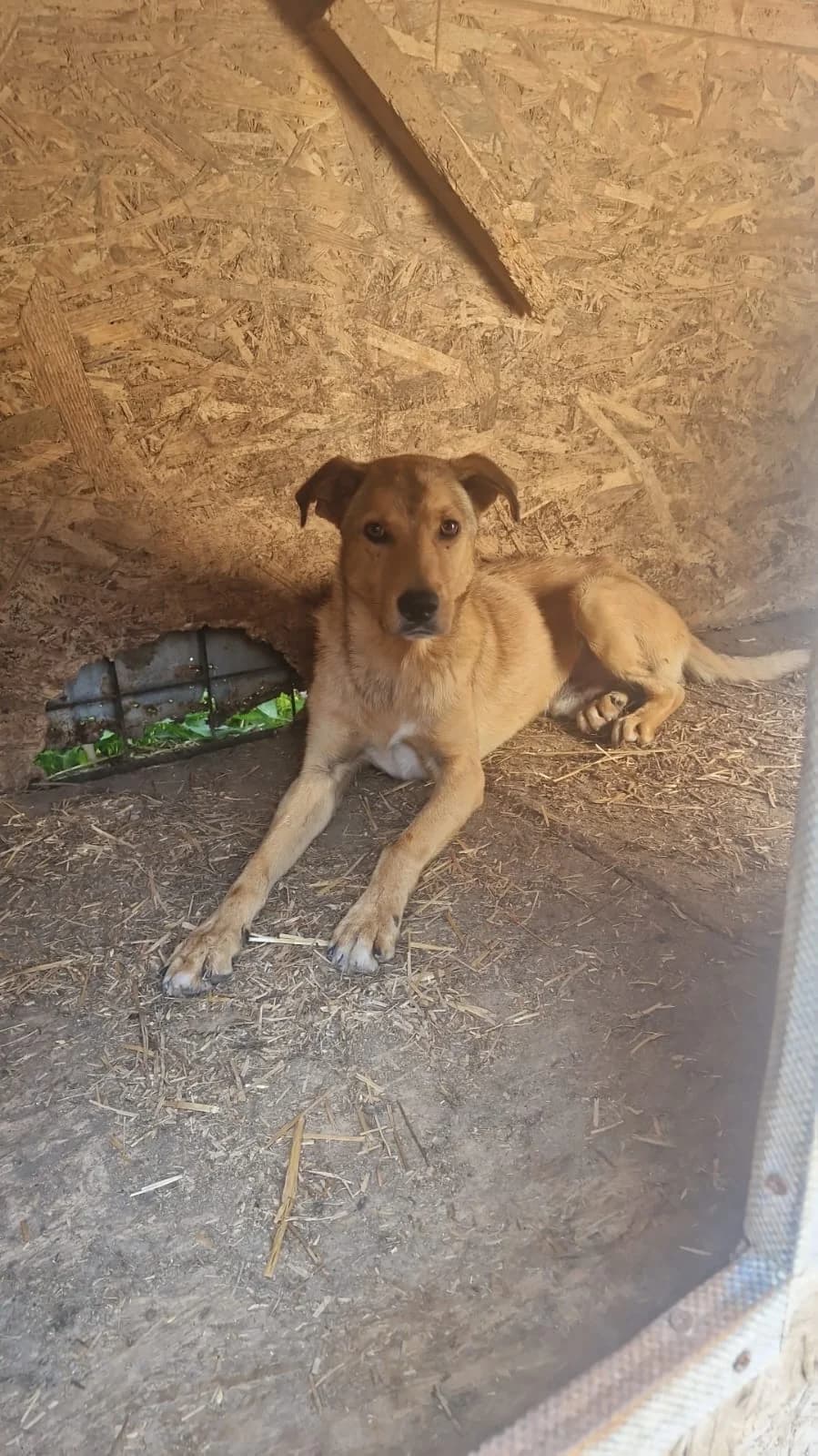 Cățea 0063, female puppy Mixed Breed for adoption at Adăpost câini fără stăpân – Primăria Reșița