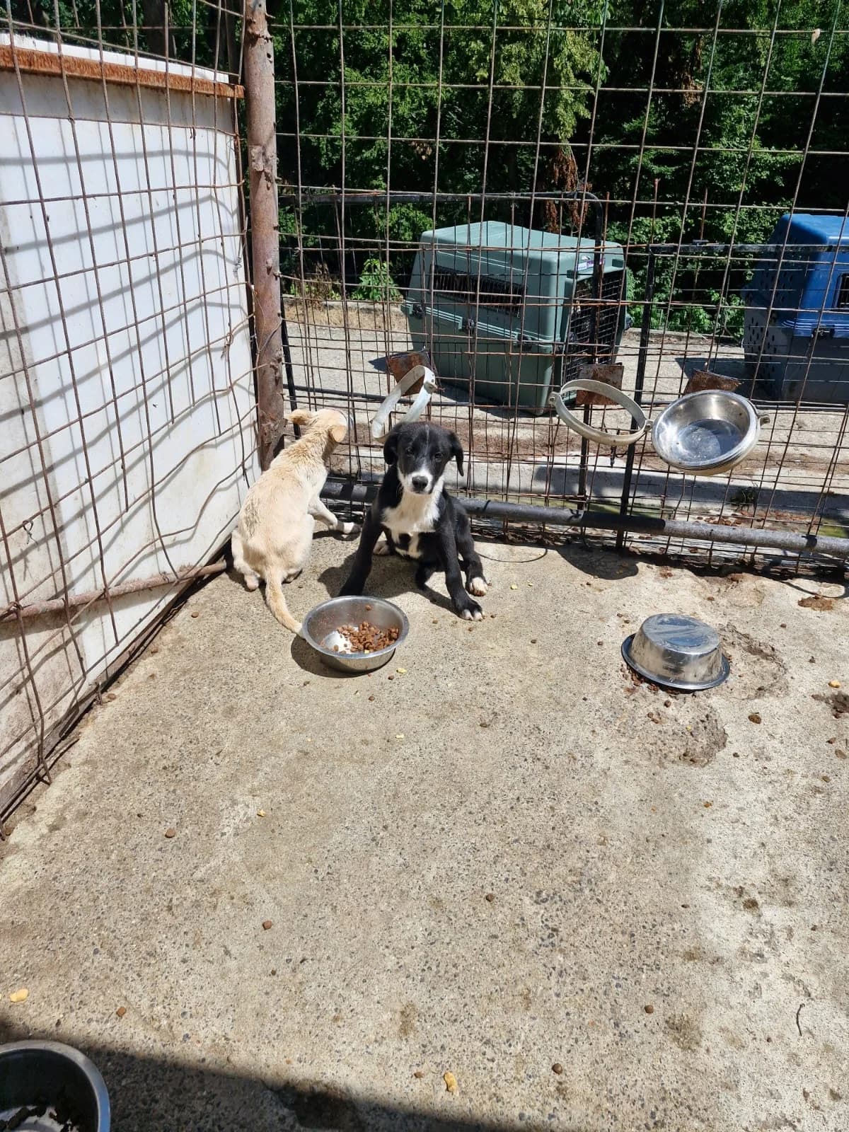 Cățel 0067, male puppy Mixed Breed for adoption at Adăpost câini fără stăpân – Primăria Reșița