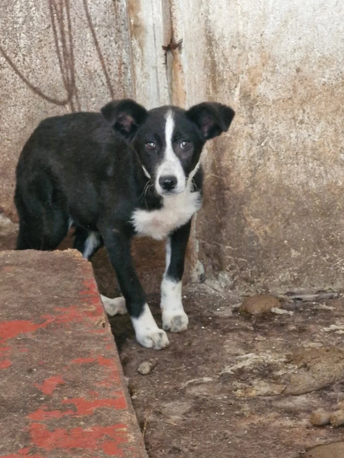 Cățea 0068, female puppy Mixed Breed for adoption at Adăpost câini fără stăpân – Primăria Reșița