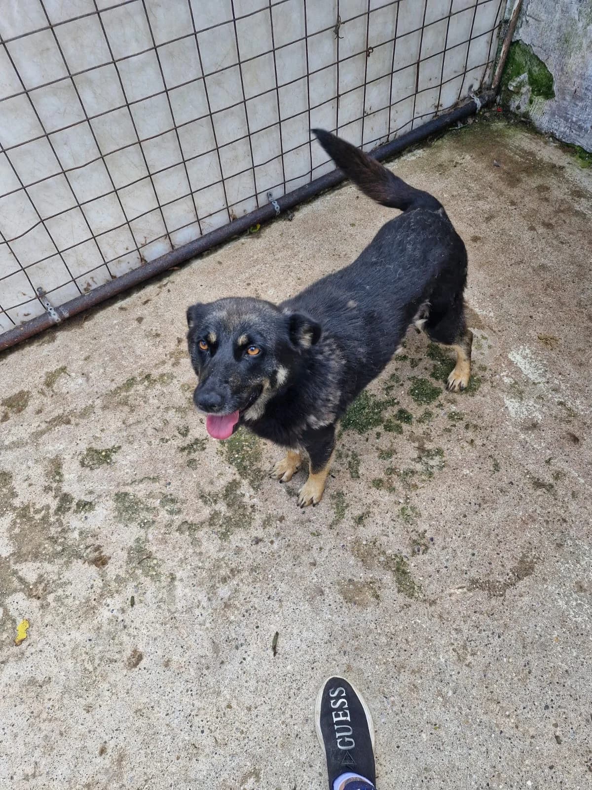 Cățea 0071, female puppy Mixed Breed for adoption at Adăpost câini fără stăpân – Primăria Reșița