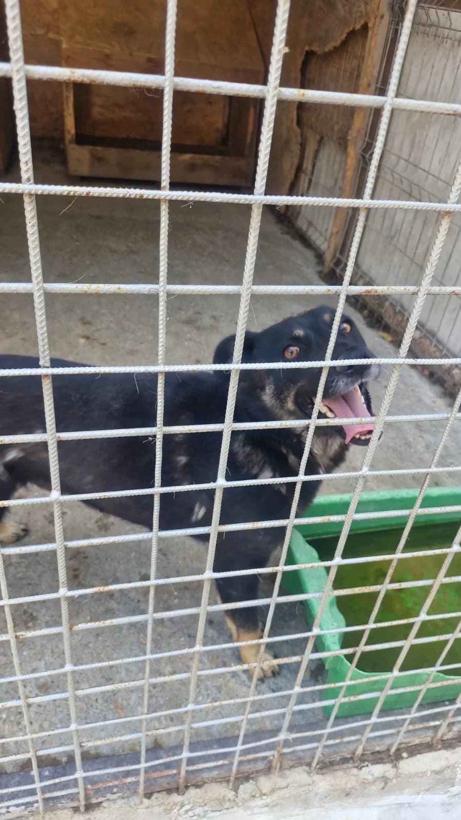 Cățea 0071, female puppy Mixed Breed for adoption at Adăpost câini fără stăpân – Primăria Reșița