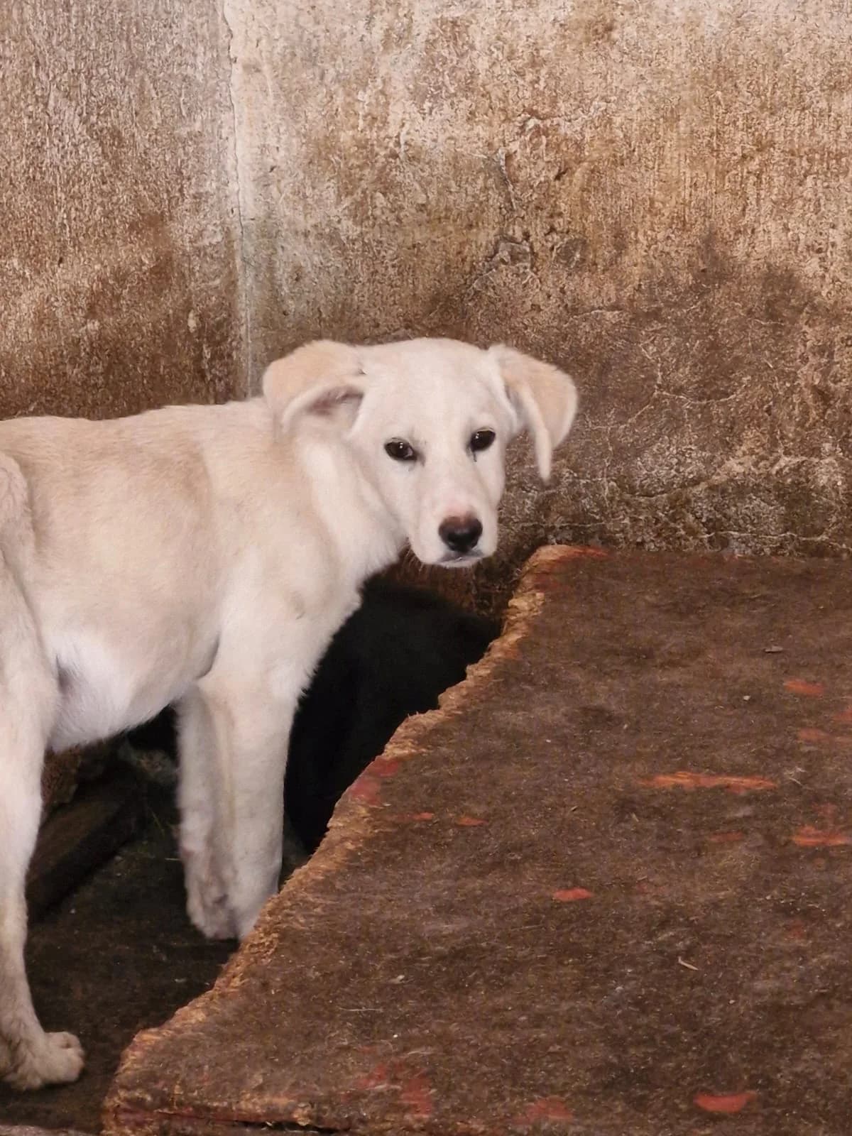 Cățel 0076, male puppy Mixed Breed for adoption at Adăpost câini fără stăpân – Primăria Reșița