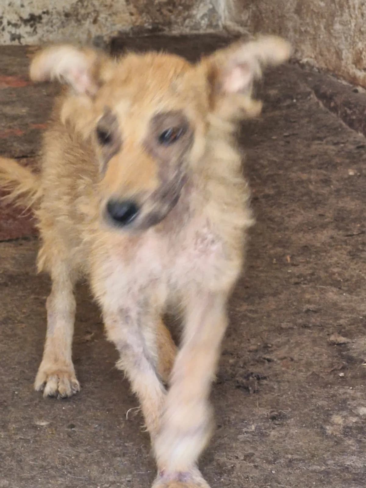 Cățel 0077, male puppy Mixed Breed for adoption at Adăpost câini fără stăpân – Primăria Reșița