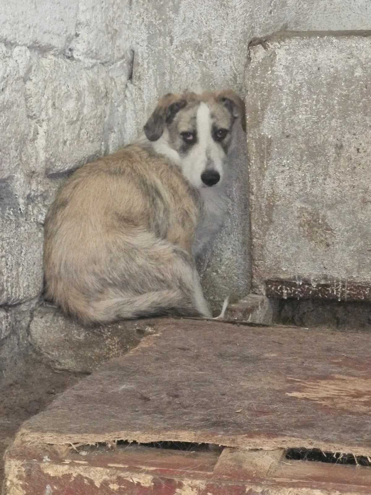 Cățel 0088, male puppy Mixed Breed for adoption at Adăpost câini fără stăpân – Primăria Reșița
