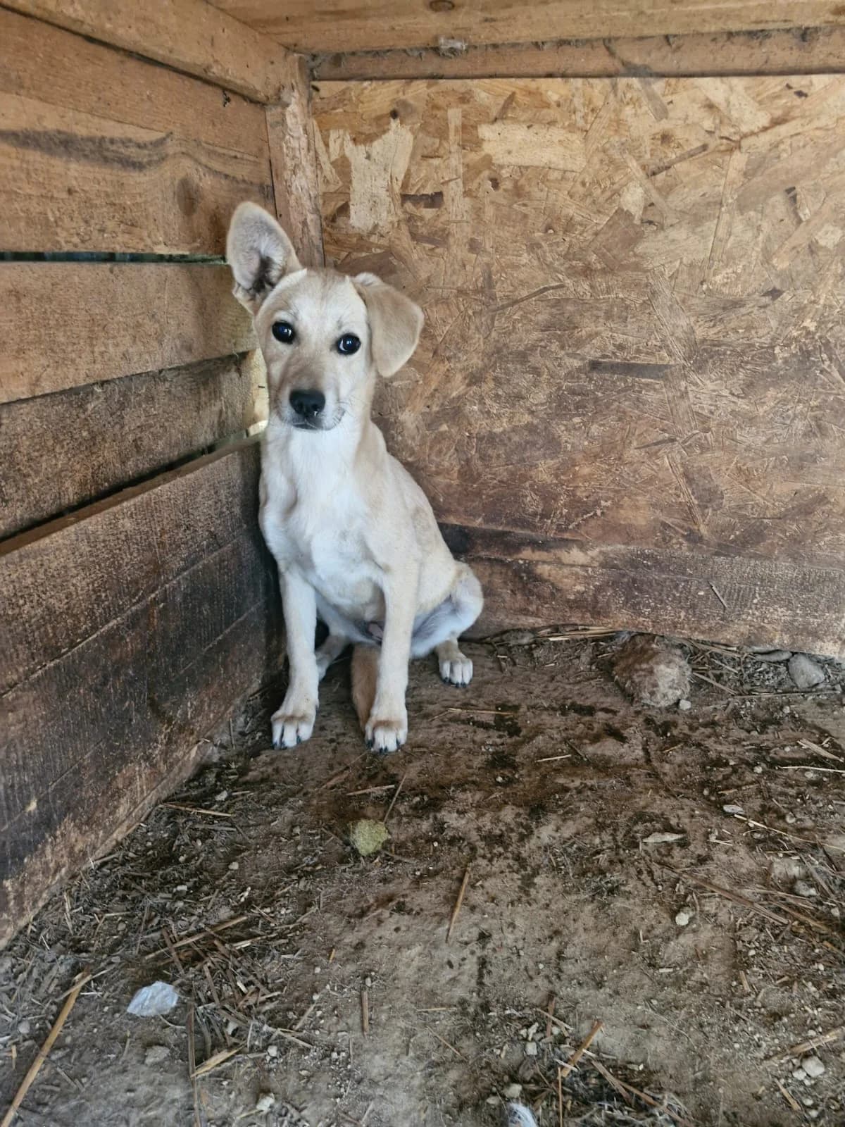 Cățea 0092, female puppy Mixed Breed for adoption at Adăpost câini fără stăpân – Primăria Reșița