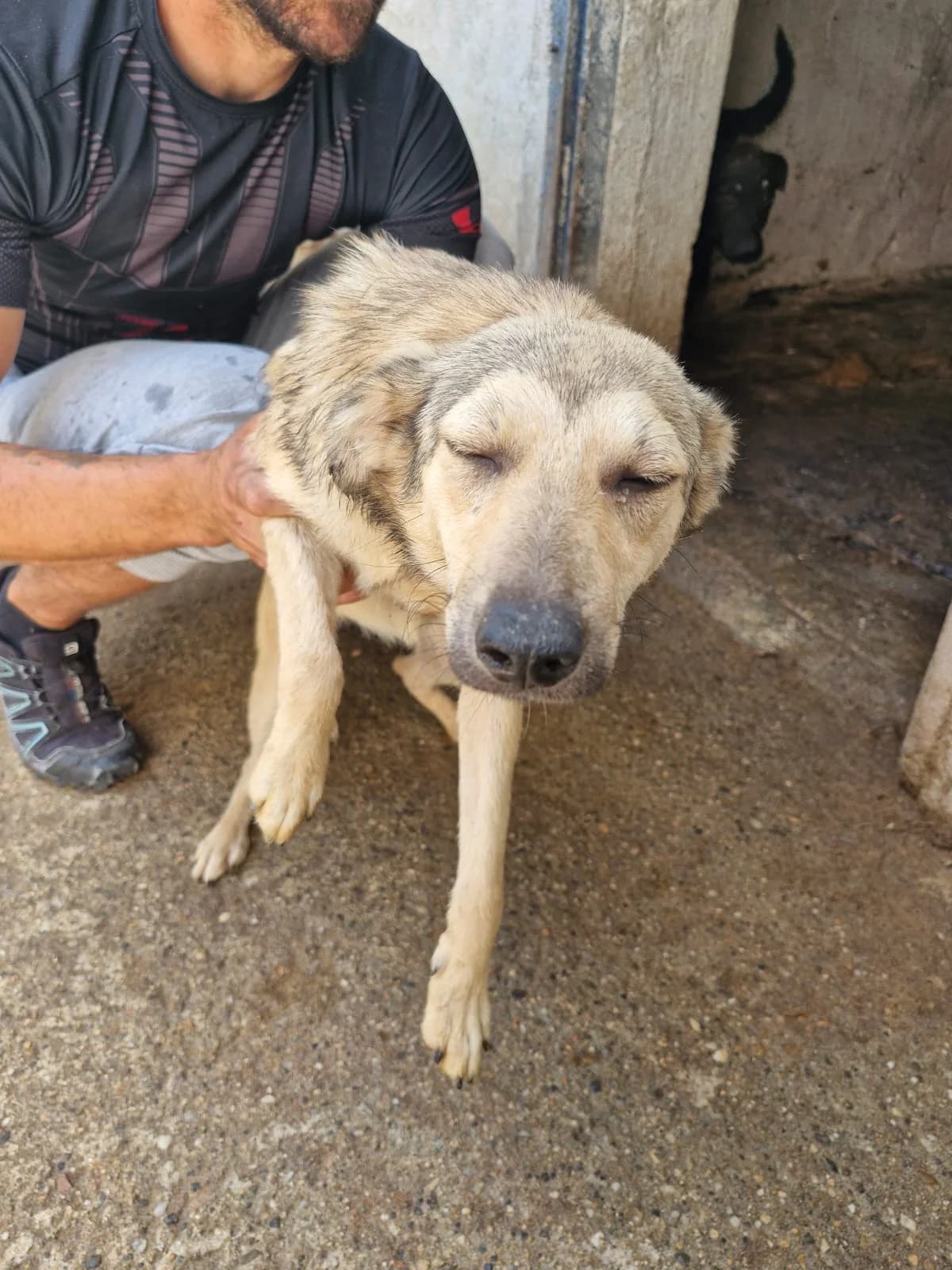 Cățea 0094, female puppy Mixed Breed for adoption at Adăpost câini fără stăpân – Primăria Reșița