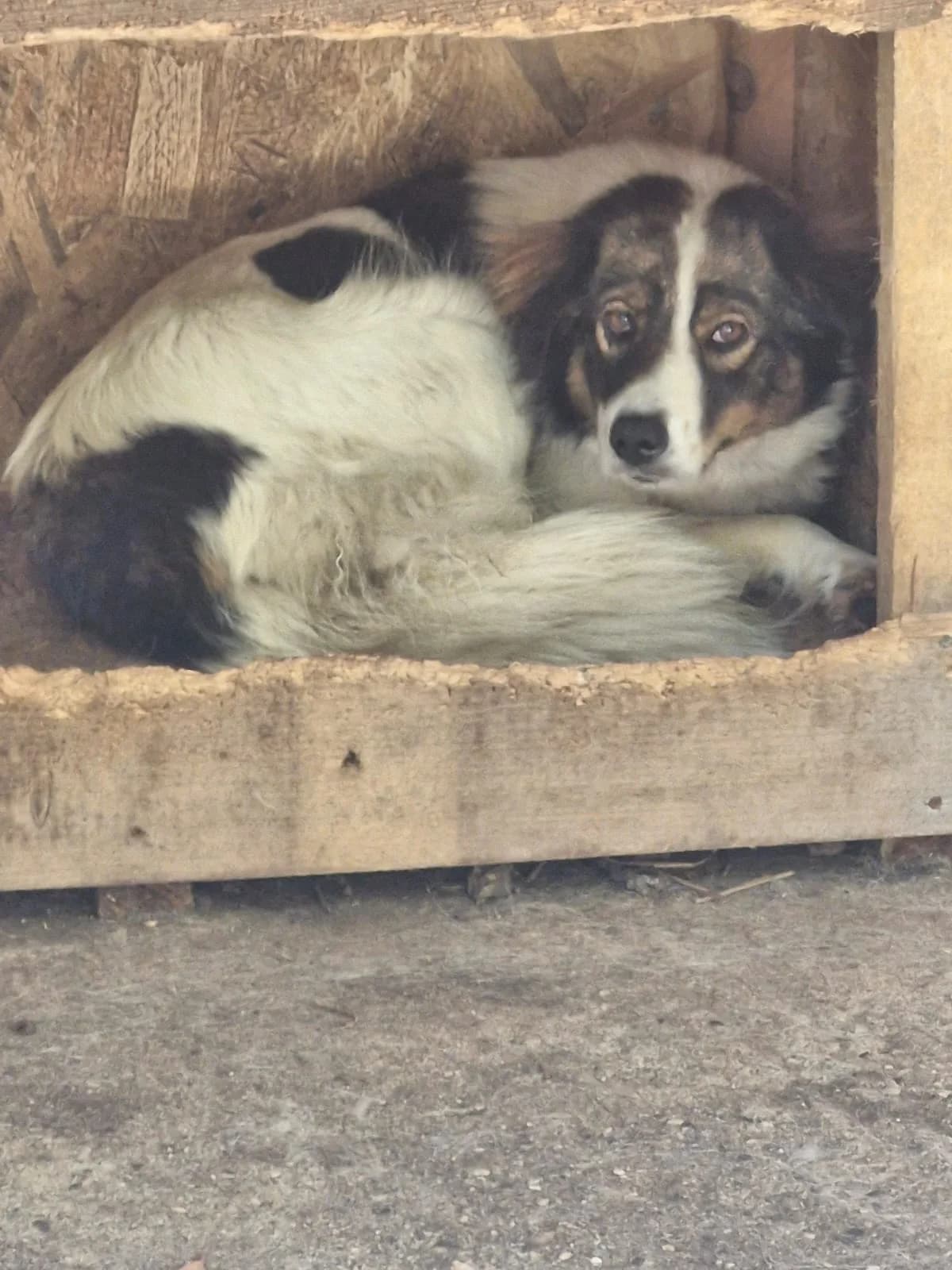 Cățea 0100, female puppy Mixed Breed for adoption at Adăpost câini fără stăpân – Primăria Reșița