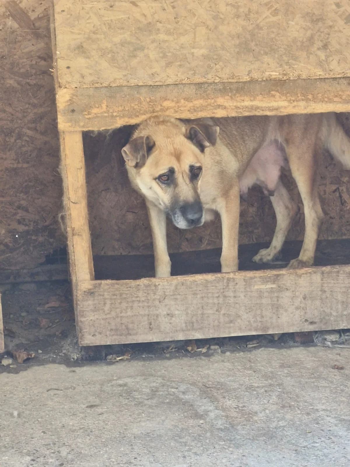 Cățea 0100, female puppy Mixed Breed for adoption at Adăpost câini fără stăpân – Primăria Reșița