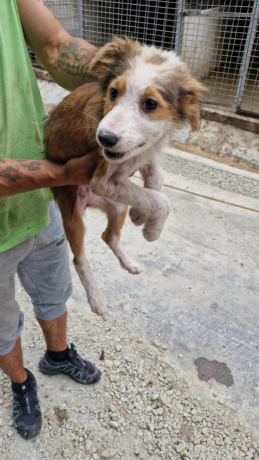 Cățea 0104, female puppy Mixed Breed for adoption at Adăpost câini fără stăpân – Primăria Reșița