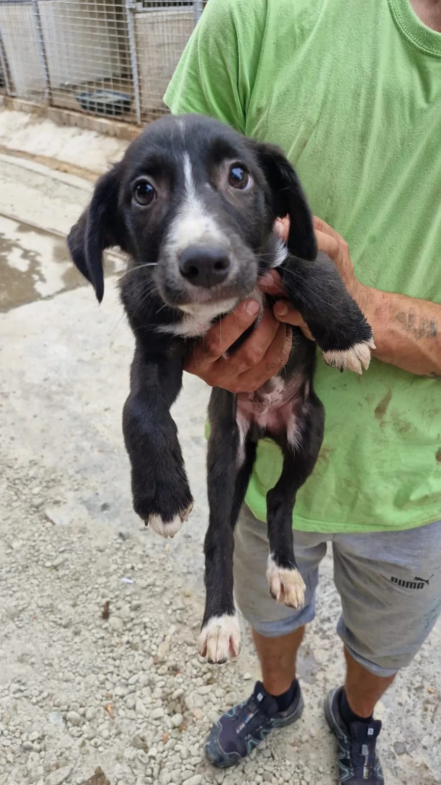 Cățel 0106, male puppy Mixed Breed for adoption at Adăpost câini fără stăpân – Primăria Reșița
