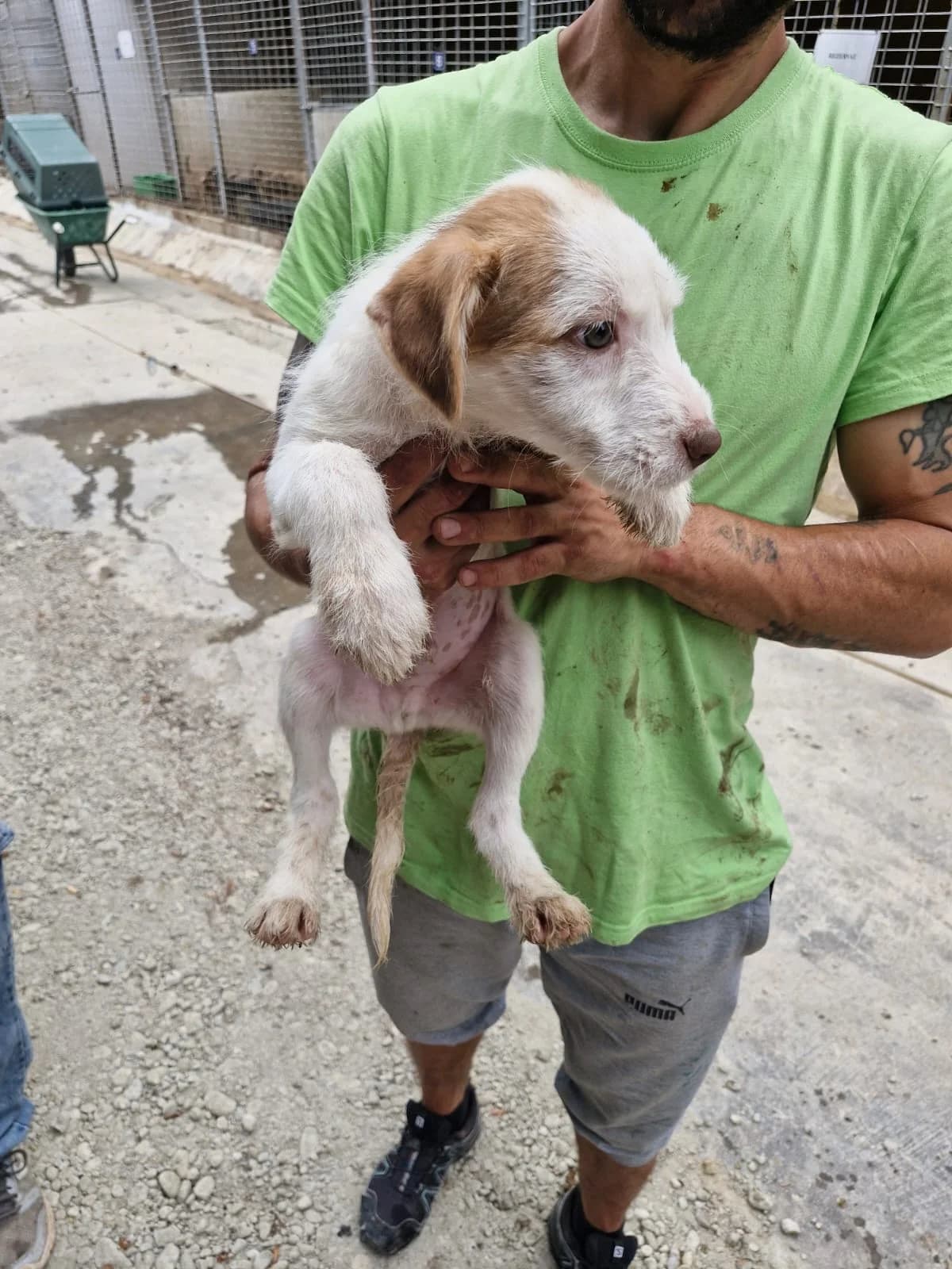 Cățea 0107, female puppy Mixed Breed for adoption at Adăpost câini fără stăpân – Primăria Reșița