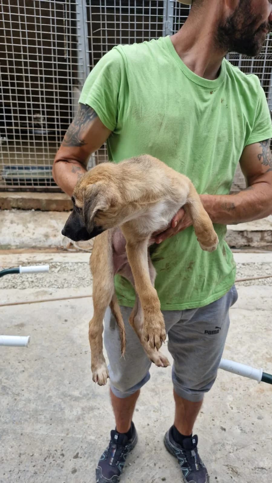 Cățel 0110, male puppy Mixed Breed for adoption at Adăpost câini fără stăpân – Primăria Reșița