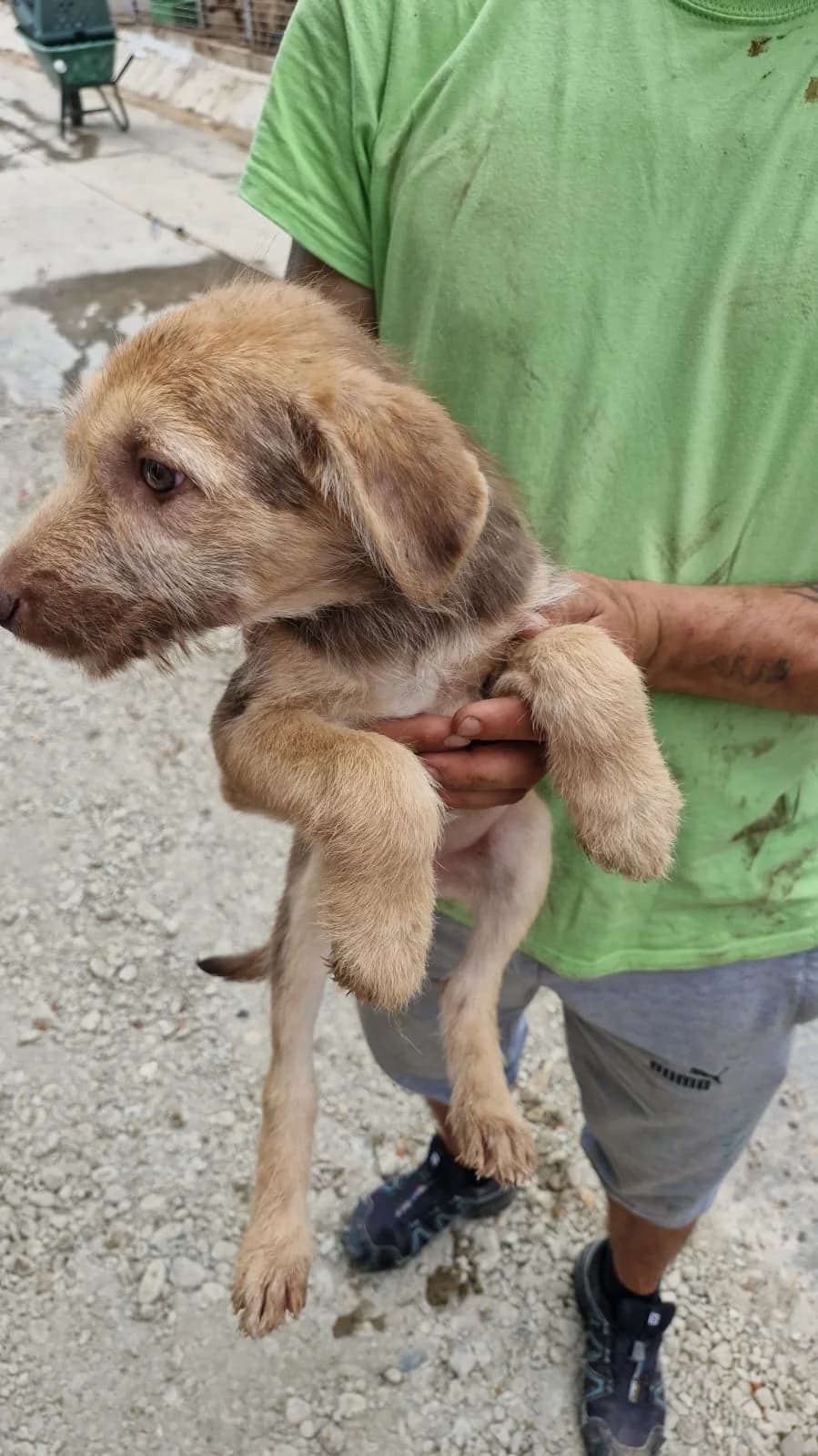 Cățea 0111, female puppy Mixed Breed for adoption at Adăpost câini fără stăpân – Primăria Reșița