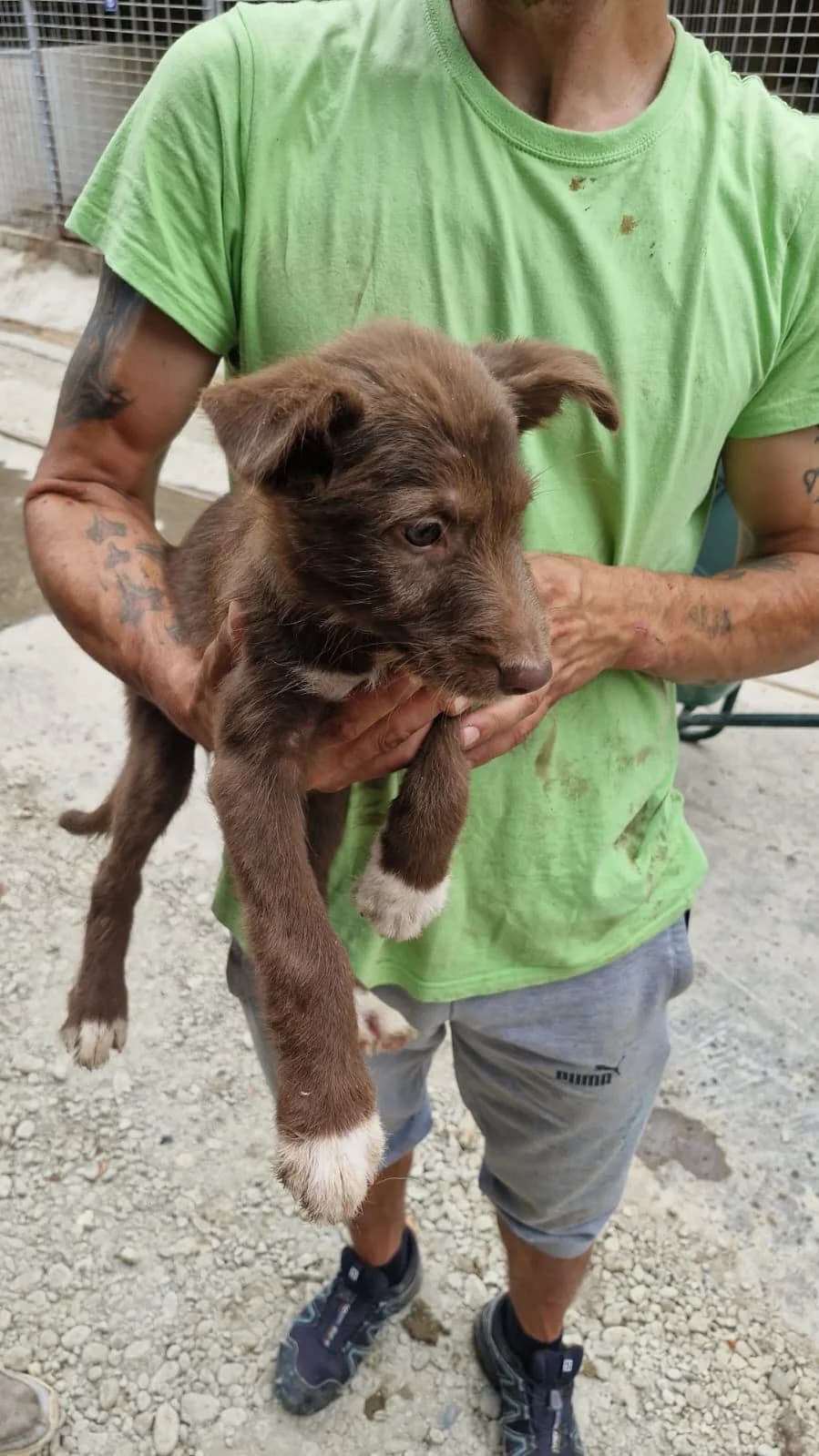 Cățea 0112, female puppy Mixed Breed for adoption at Adăpost câini fără stăpân – Primăria Reșița