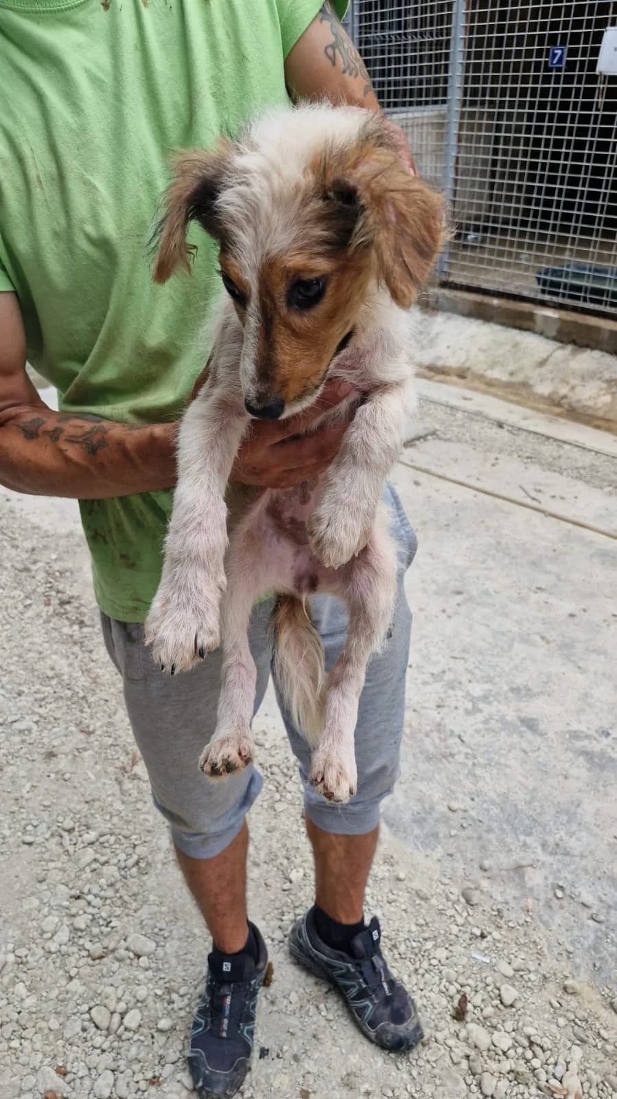 Cățea 0119, female puppy Mixed Breed for adoption at Adăpost câini fără stăpân – Primăria Reșița