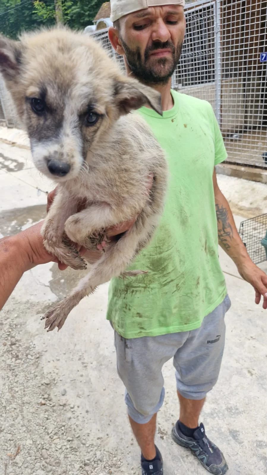 Cățel 0137, male puppy Mixed Breed for adoption at Adăpost câini fără stăpân – Primăria Reșița