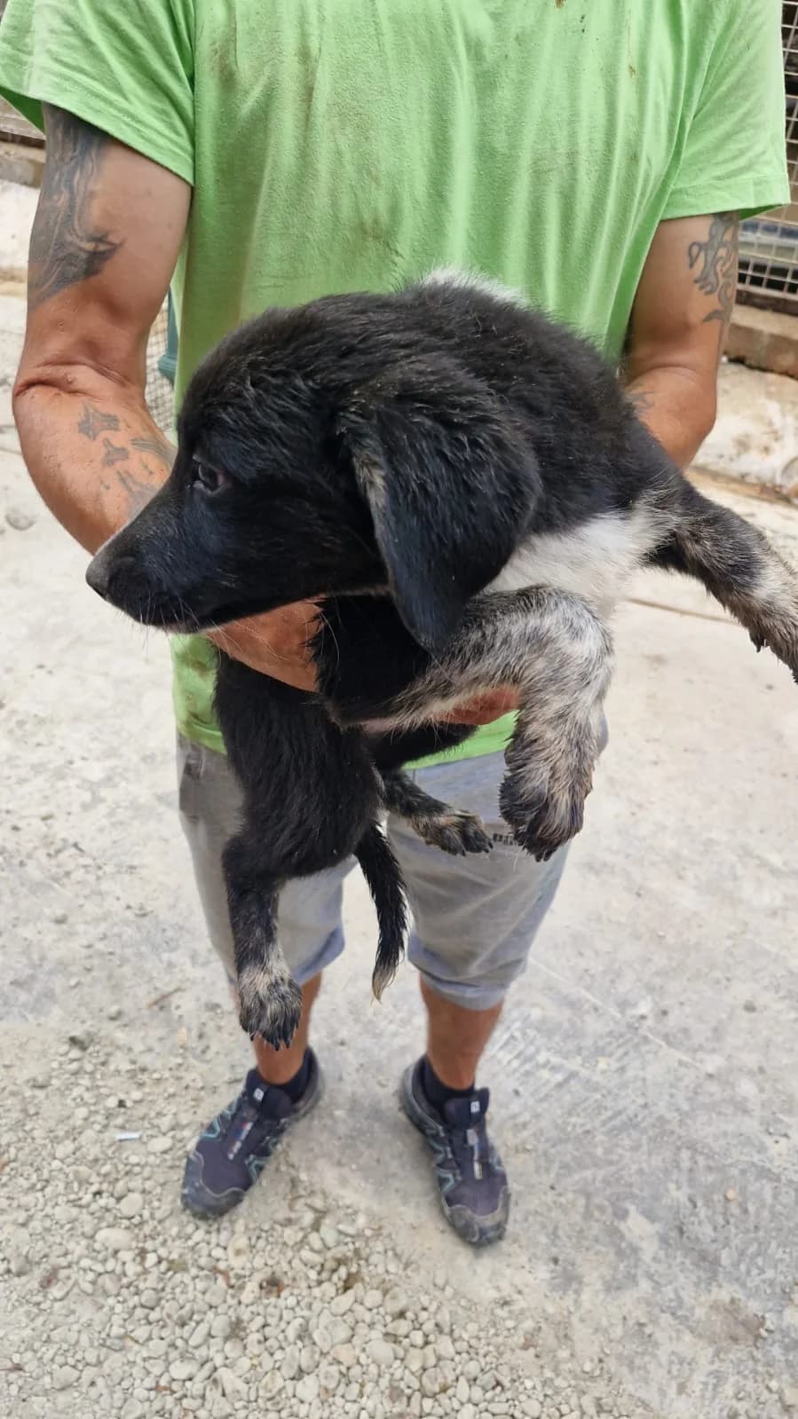 Cățea 0138, female puppy Mixed Breed for adoption at Adăpost câini fără stăpân – Primăria Reșița