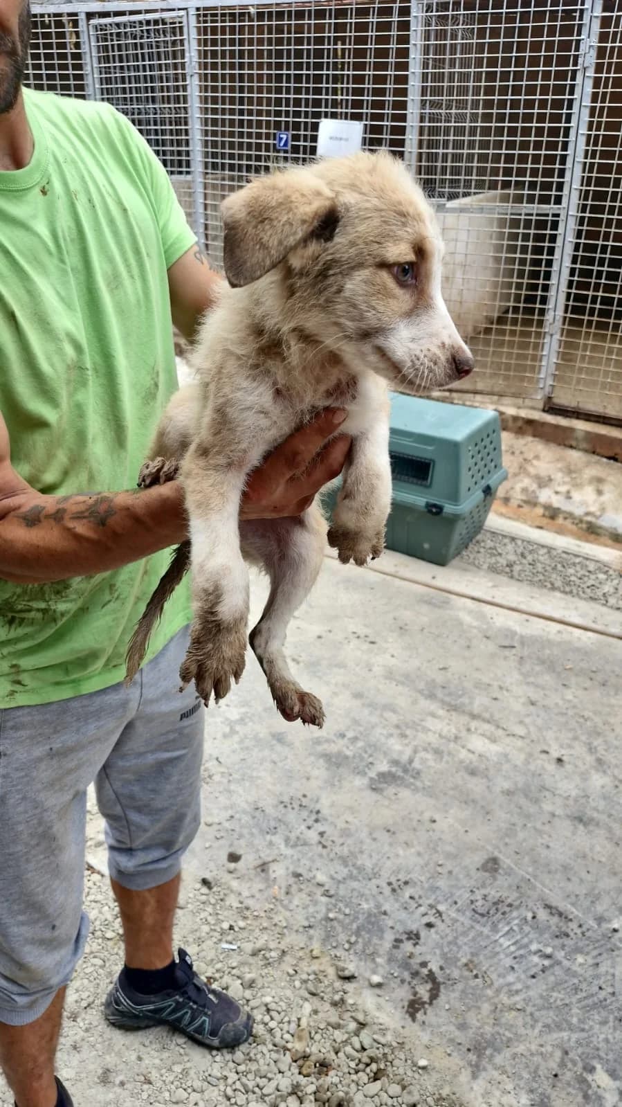 Cățel 0140, male Mixed Breed for adoption at Adăpost câini fără stăpân – Primăria Reșița