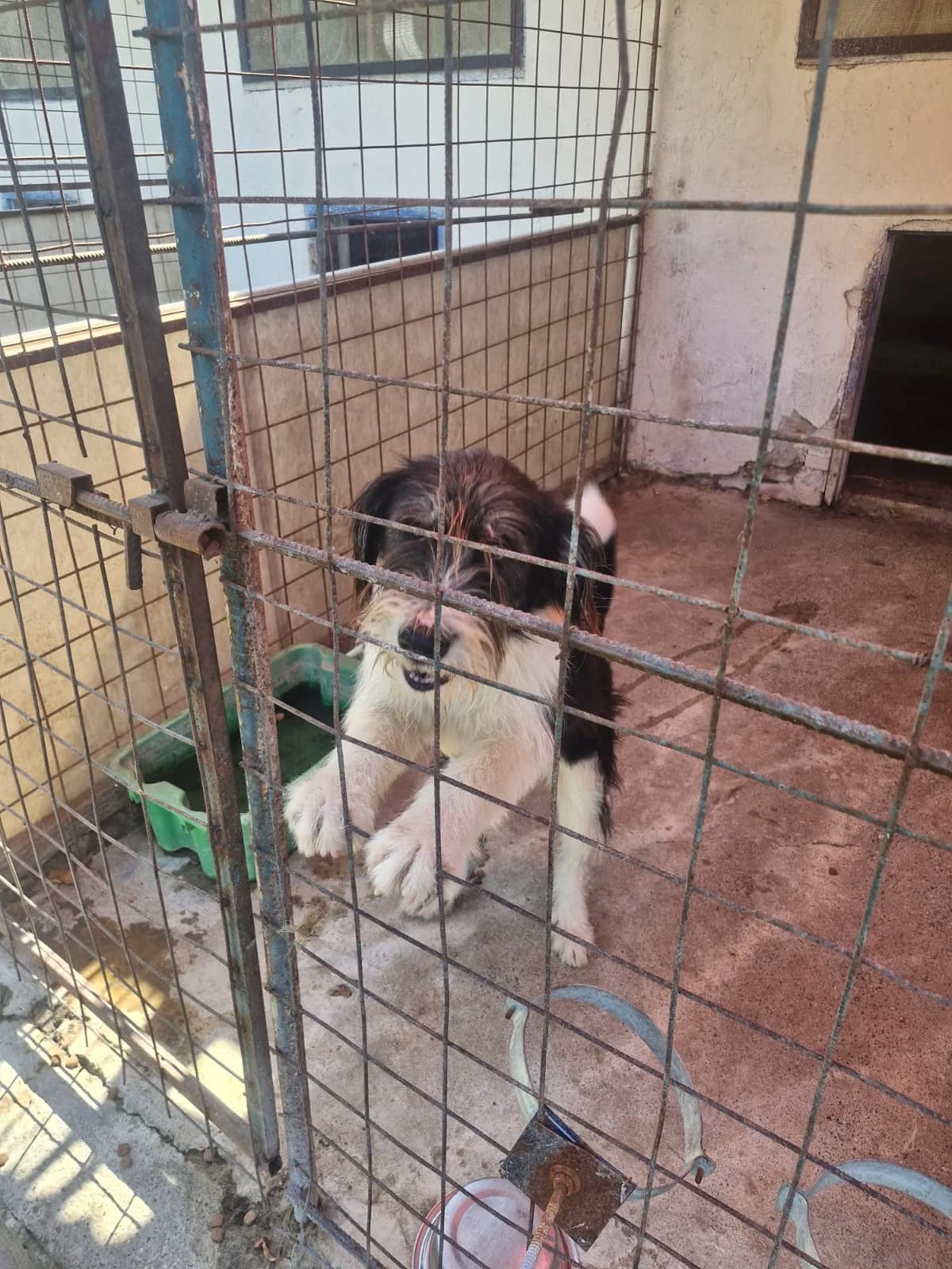 Cățel 0165, male puppy Mixed Breed for adoption at Adăpost câini fără stăpân – Primăria Reșița