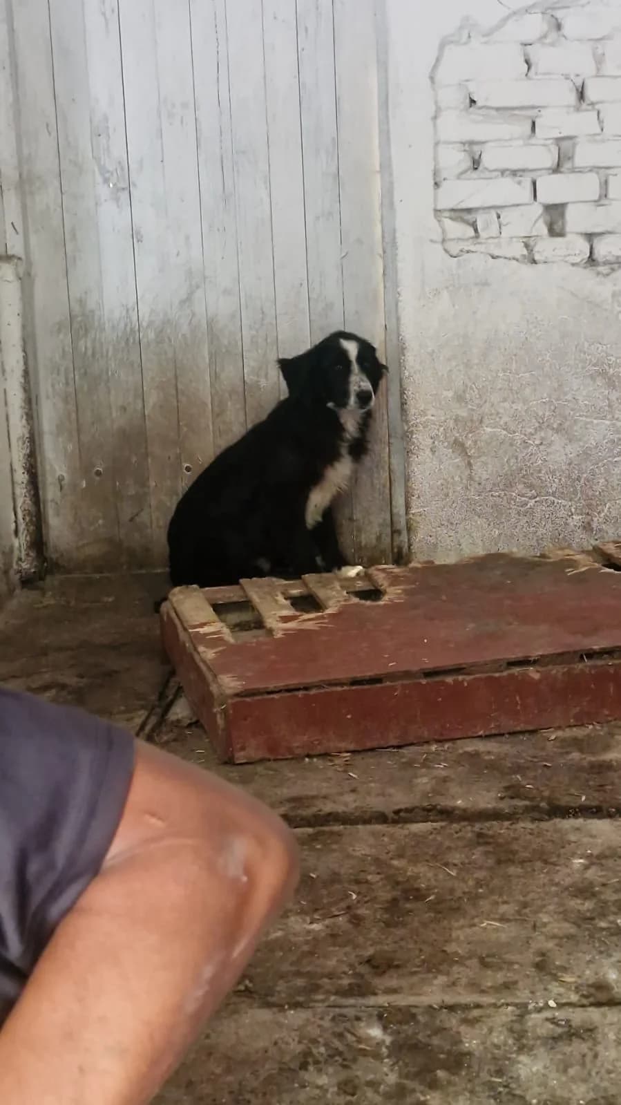 Cățel 0167, male puppy Mixed Breed for adoption at Adăpost câini fără stăpân – Primăria Reșița