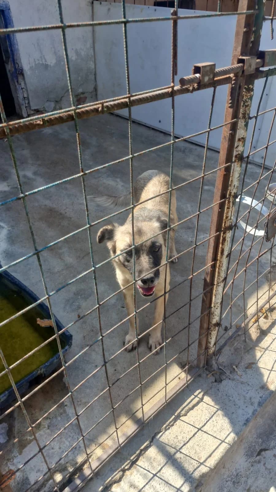 Cățea 0180, female puppy Mixed Breed for adoption at Adăpost câini fără stăpân – Primăria Reșița