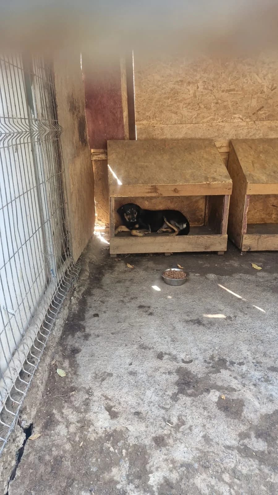 Cățea 0186, female puppy Mixed Breed for adoption at Adăpost câini fără stăpân – Primăria Reșița