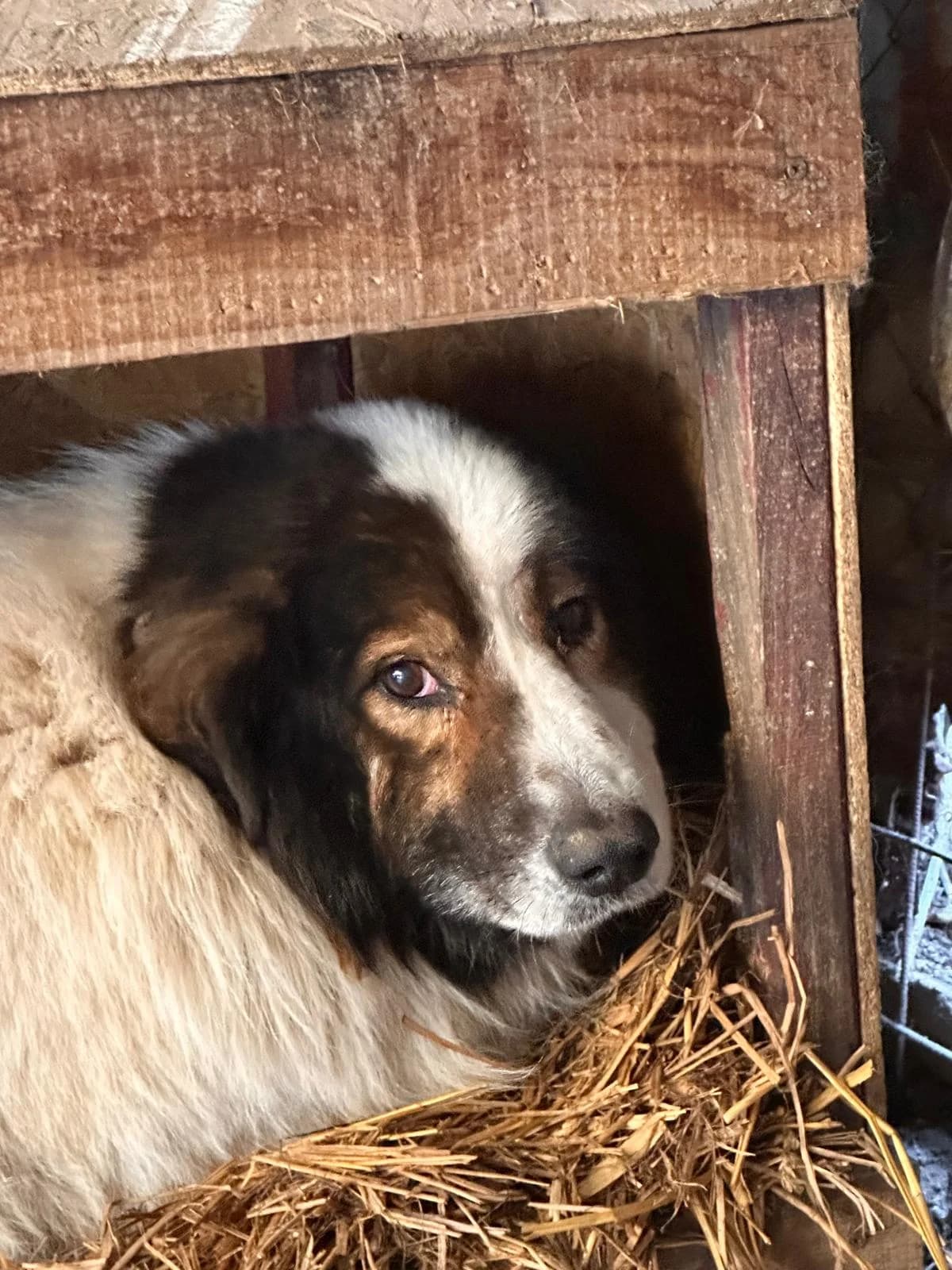 Cățel 6814, male puppy Mixed Breed for adoption at Adăpost câini fără stăpân – Primăria Reșița