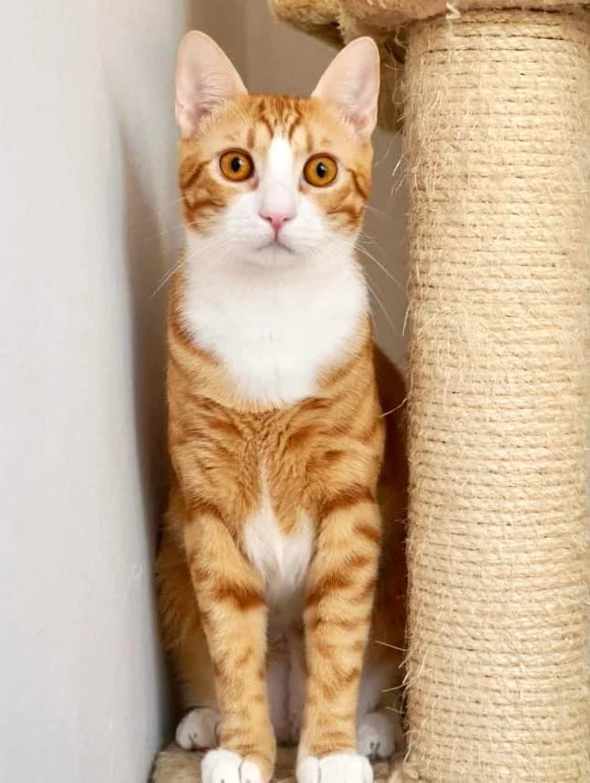 Marzipan, male Mixed Breed for adoption at Asociatia HOPE, Bucharest