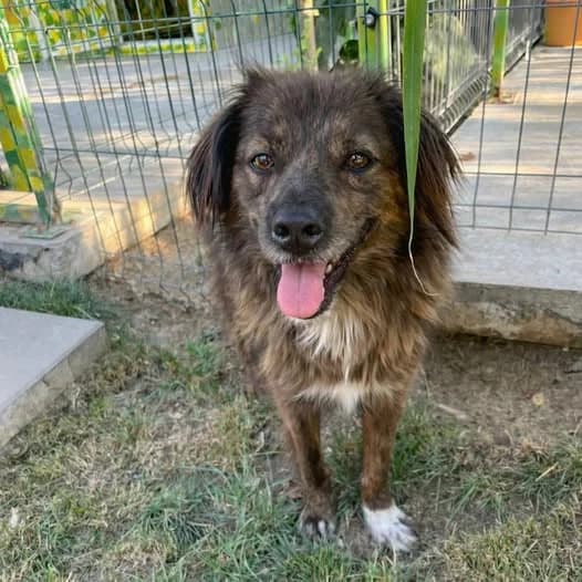 Gretel, 3yo Mixed Breed for adoption at Asociatia HOPE, Bucharest