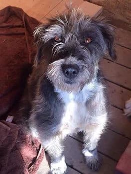Helga, senior Mixed Breed for adoption at Asociatia HOPE, Bucharest