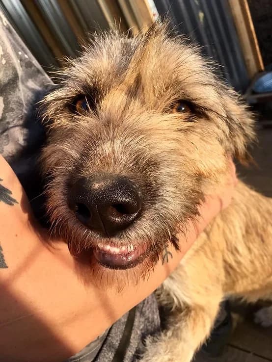 Ingrid, senior Mixed Breed for adoption at Asociatia HOPE, Bucharest