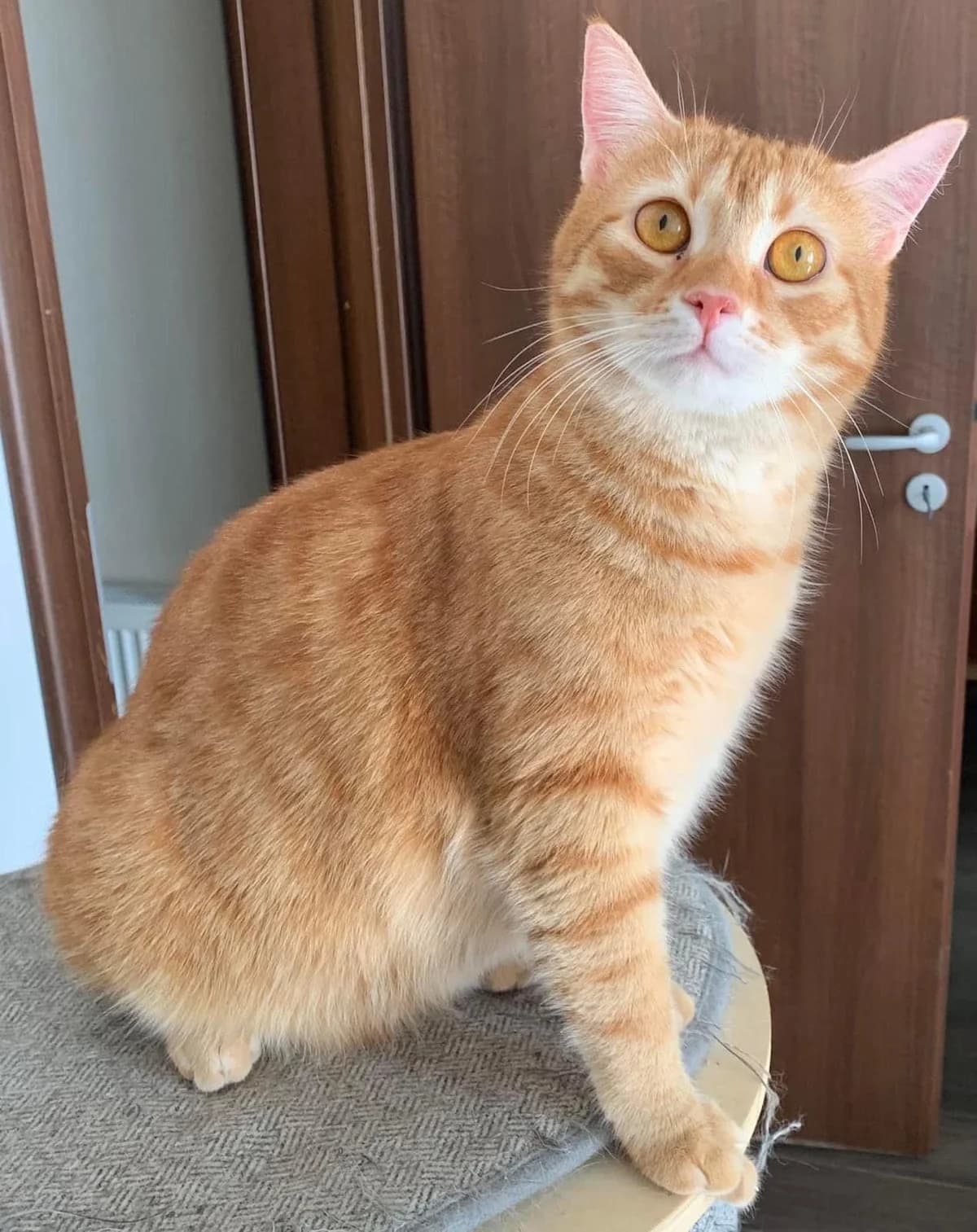 Lemonade, female Mixed Breed for adoption at Asociatia HOPE, Bucharest