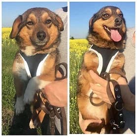 Marble Si Maggie, senior Mixed Breed for adoption at Asociatia HOPE, Bucharest