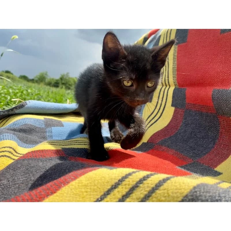 Black Bad Kitty, 4yo Mixed Breed for adoption at All Souls Rescue Center, Vedea