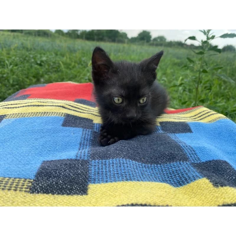 Black Little Thing, Mixed Breed for adoption at All Souls Rescue Center